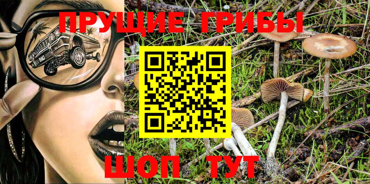 Галлюциногенные грибы Psilocybe Новороссийск